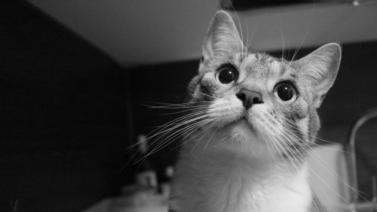 Questions and Curiosity
